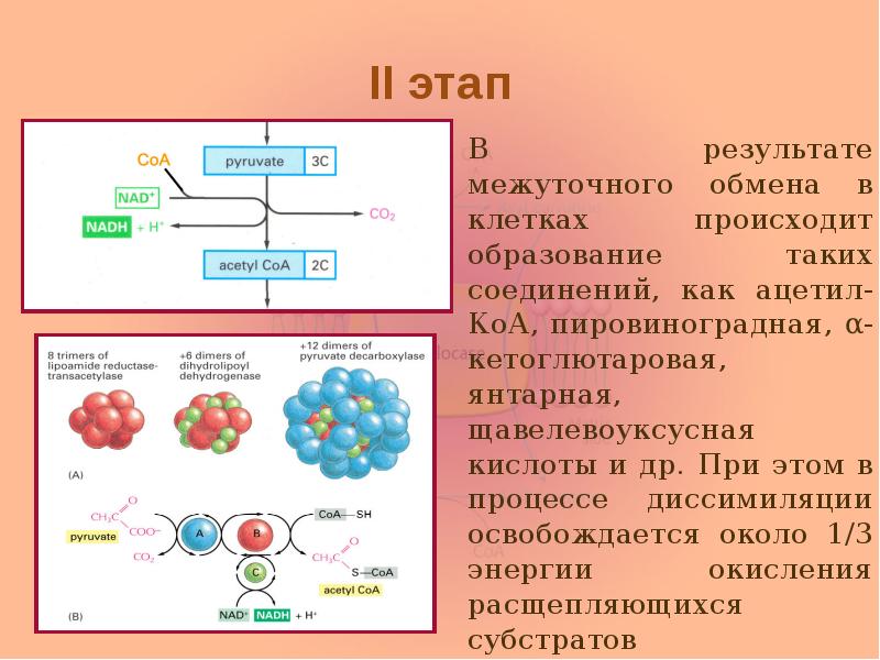 II этап В результате межуточного обмена в клетках происходит образование таких