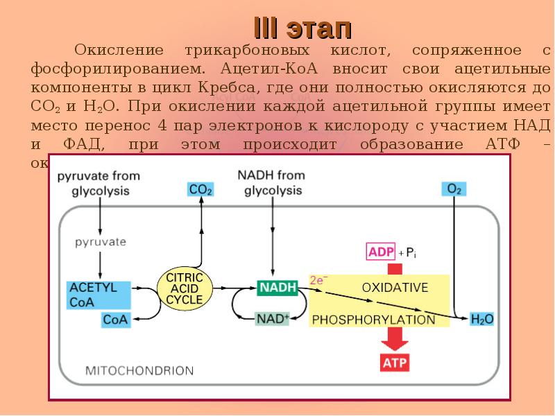 III этап   Окисление трикарбоновых кислот, сопряженное с фосфорилированием. Ацетил-КоА