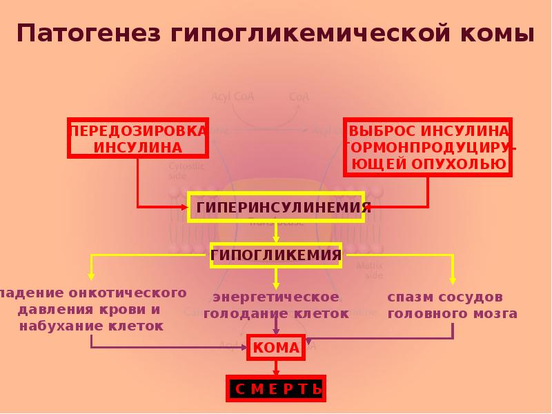 Нарушение белкового обмена патофизиология презентация