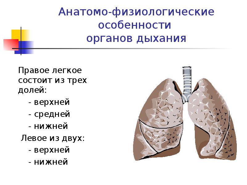 Правое легкое состоит из