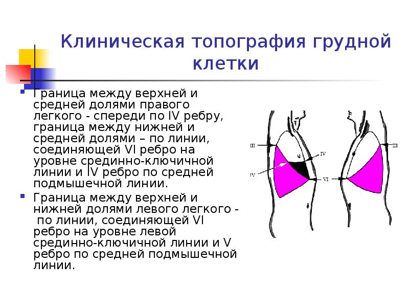 Топография легких. Топография долей легких. Границы долей правого легкого. Топография легких по линиям. Граница между верхней и средней долями легкого.