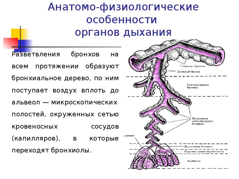 Афо дыхательной системы у детей презентация