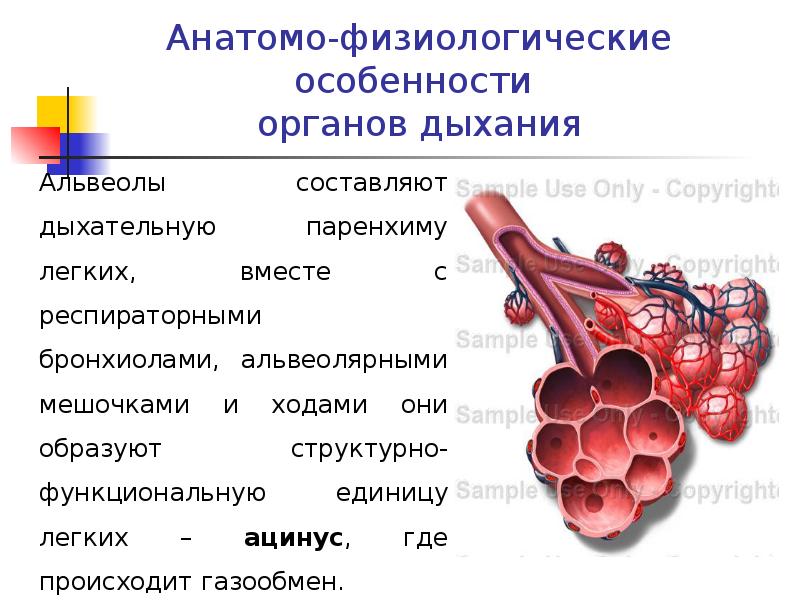 Структурно функциональными единицами легкого являются