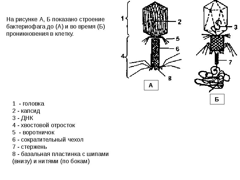 Изобразить строение. Чашелистики пестик тычинки венчик. Схема электронной оболочки углерода. Изобразить строение. Из чего состоит молекула схема.