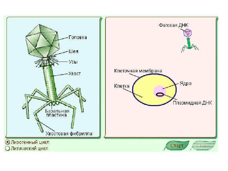 Жизненный цикл бактериофага. Вирус бактериофаг строение 5 класс. Вирус бактериофаг 5 класс биология. Вирус бактериофаг рисунок. Строение клетки бактериофага.