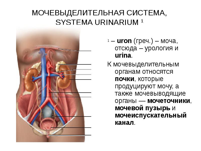 Как расположены мочеточники у женщины фото показ