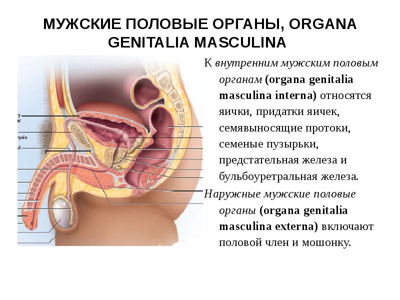 Доклад: Предстательная железа