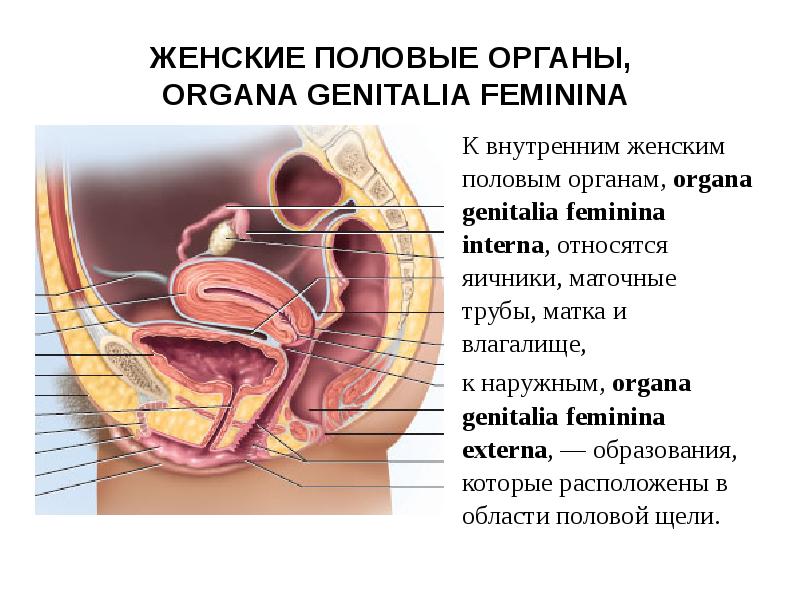 Доклад: Женские половые органы