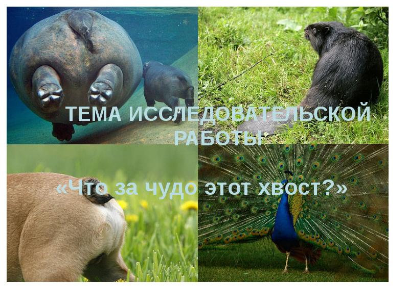 Фото Хвостов Животных