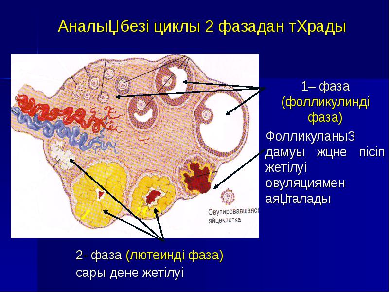 Етеккір циклі презентация