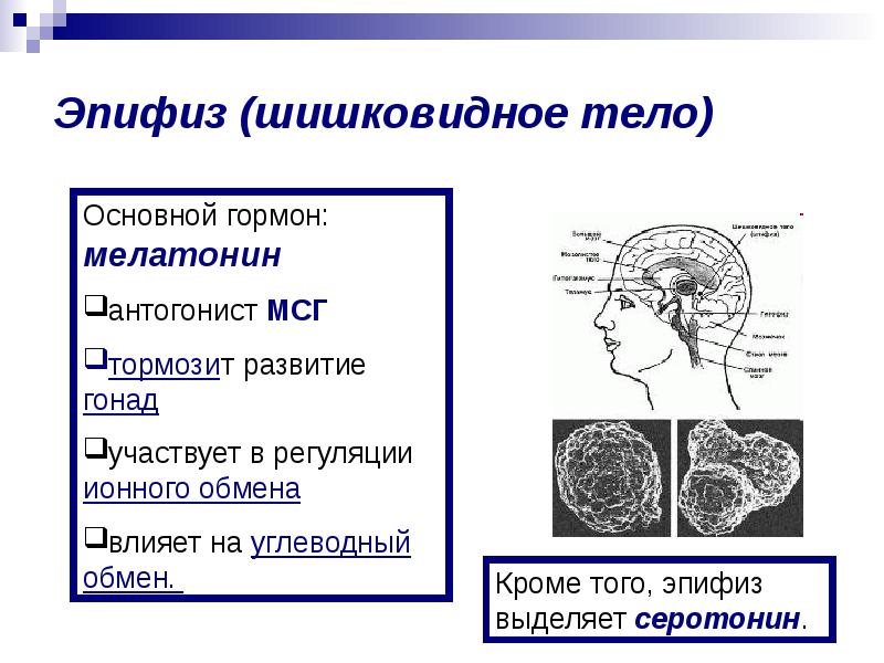 Шишковидная железа книга. Рене Декарт шишковидная железа. Эпифиз развивается. Эпифиз функции. Эпифиз железа функции.