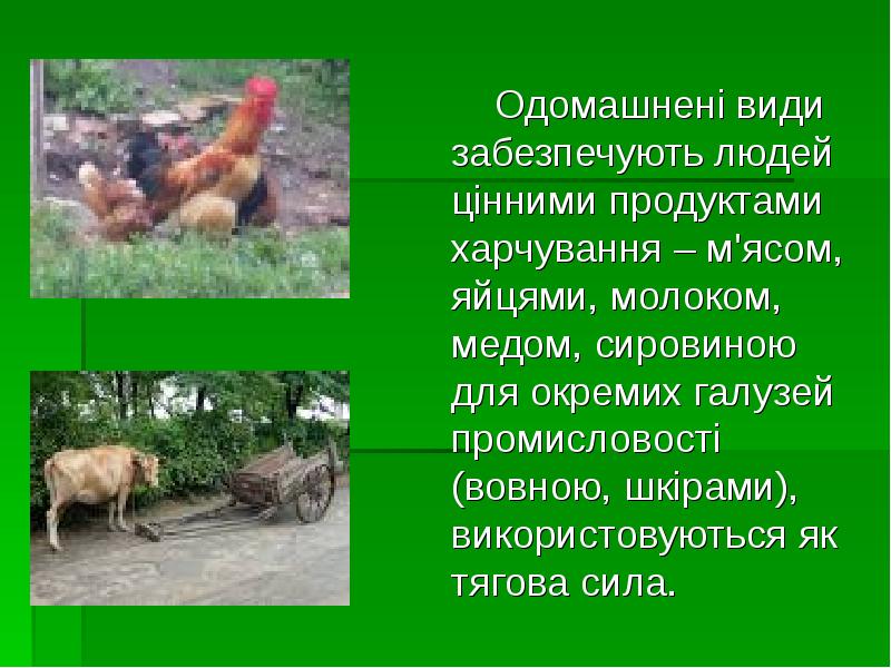 Одомашнені види забезпечують людей цінними продуктами харчування – м'ясом, яйцями, молоком, Одомашнені види забезпечують людей цінними продуктами харчування – м'ясом, яйцями, молоком,