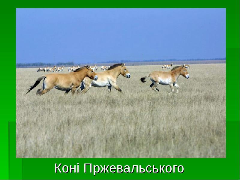 Коні Пржевальського
Коні Пржевальського Коні Пржевальського
Коні Пржевальського