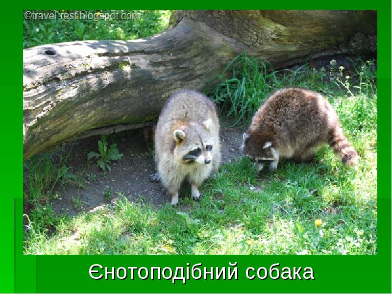 Єнотоподібний собака
Єнотоподібний собака Єнотоподібний собака
Єнотоподібний собака