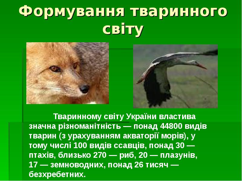 Формування тваринного світу Формування тваринного світу