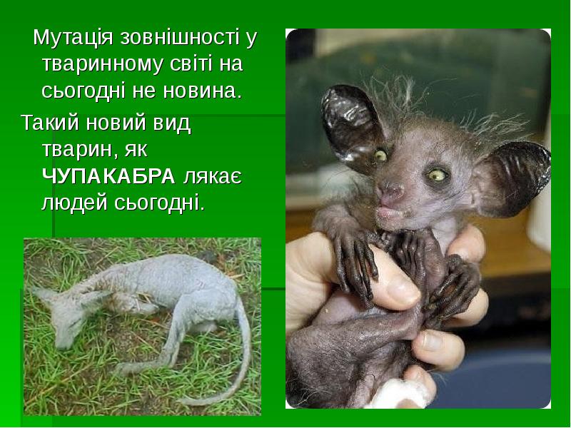 Мутація зовнішності у тваринному світі на сьогодні не новина.
Мутація Мутація зовнішності у тваринному світі на сьогодні не новина.
Мутація