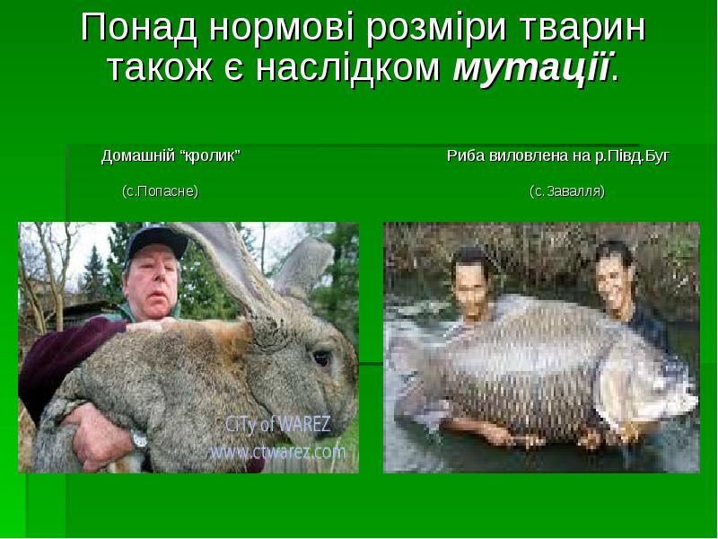 Понад нормові розміри тварин також є наслідком мутації.
Понад нормові розміри Понад нормові розміри тварин також є наслідком мутації.
Понад нормові розміри