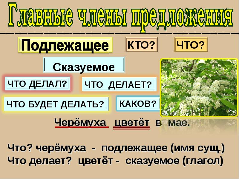 Имя подлежащее. Что такое подлежащее и сказуемое 2 класс русский язык. Имя подлежащее имя сказуемое. Вопросы на глагол цветёт. Виды сказуемых.