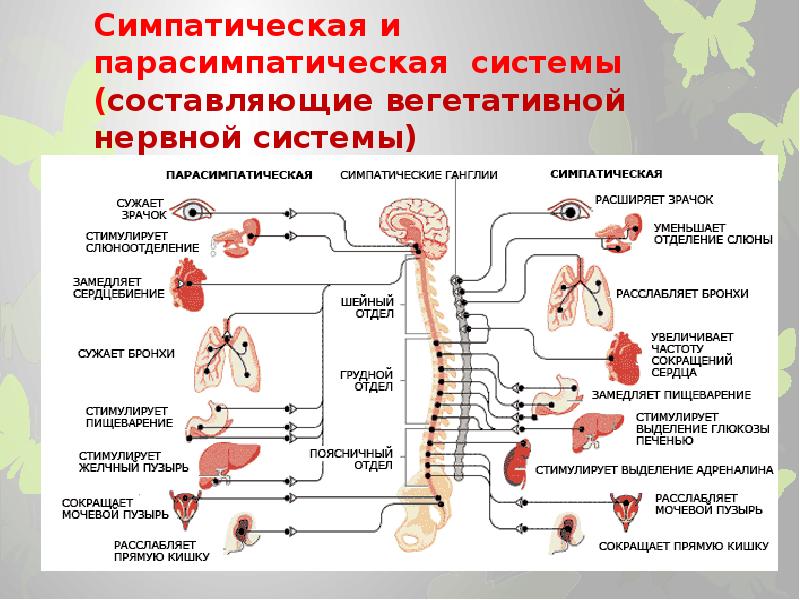Нервный отдел и функции парасимпатической. Таблица органы симпатическая и парасимпатическая нервная система. Парасимпатическая вегетативная система. Парасимпатический отдел вегетативной нервной системы. Симпатическая нервная система.