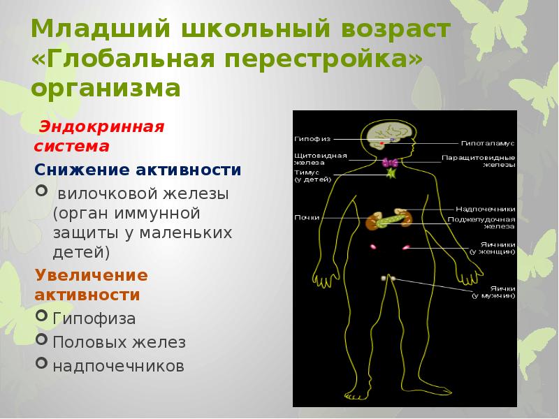 Эндокринная система у детей презентация