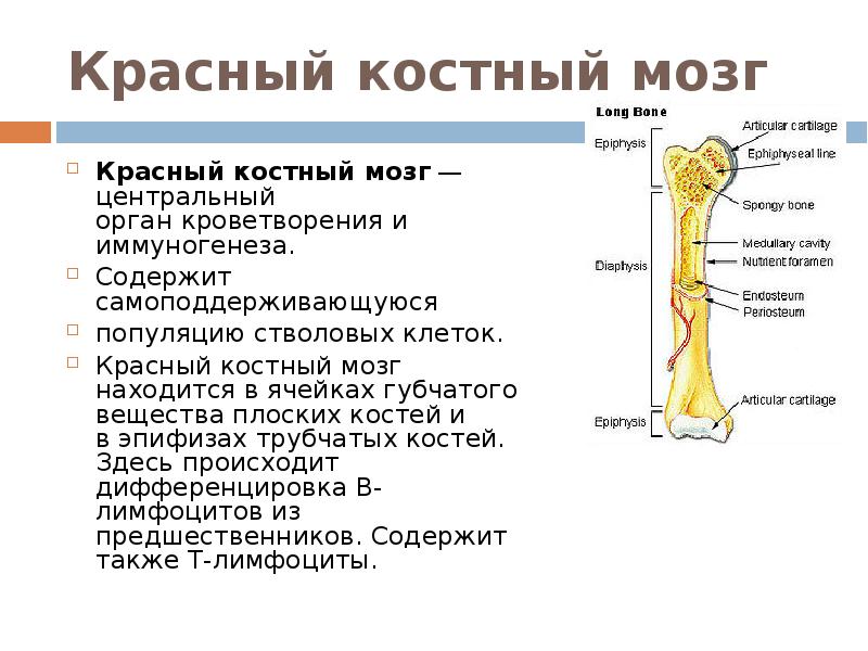 Красный костный мозг картинки