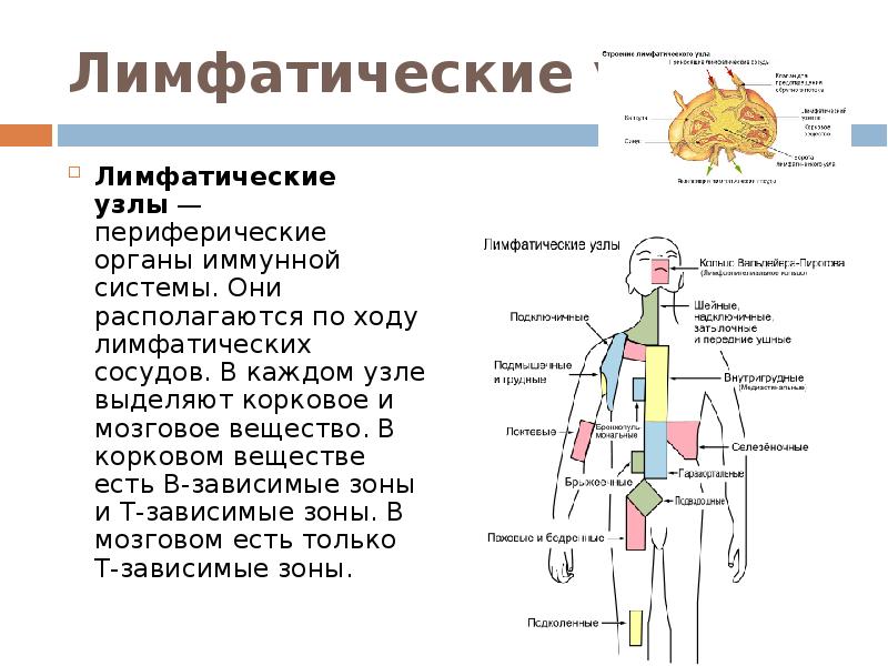 Лимфатический узел какие