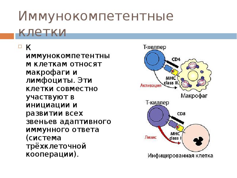 Иммунокомпетентные клетки 1 фагоциты и лимфоциты. Т лимфоциты в лимфоциты механизм образования функции.