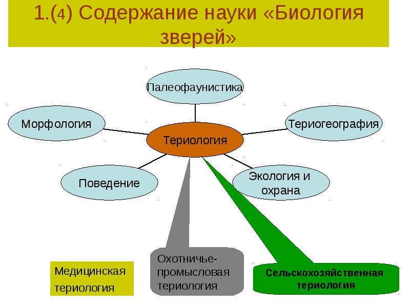 Содержание науки. Териология это наука изучающая. Наука изучающая млекопитающих. Морфология дисциплина биологии.