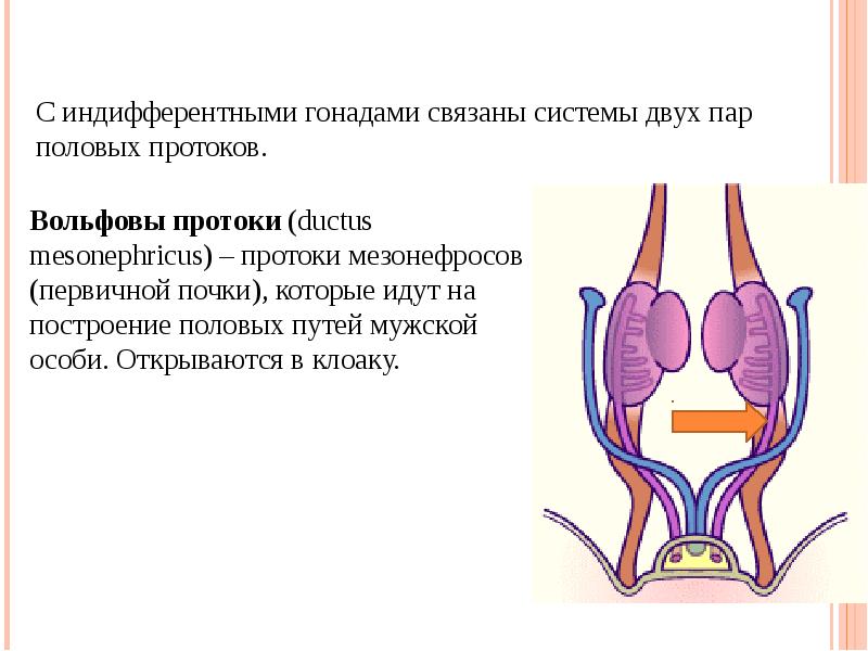 Схема мочевыделительной системы у женщин