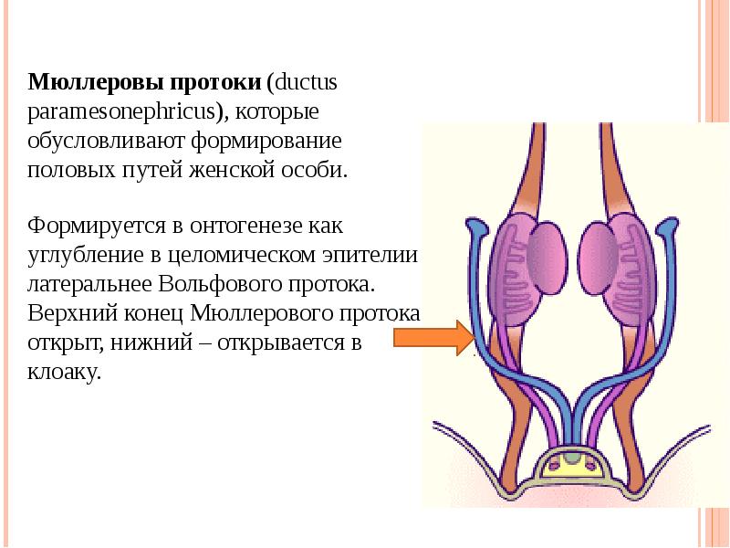 Агенезия венозного протока