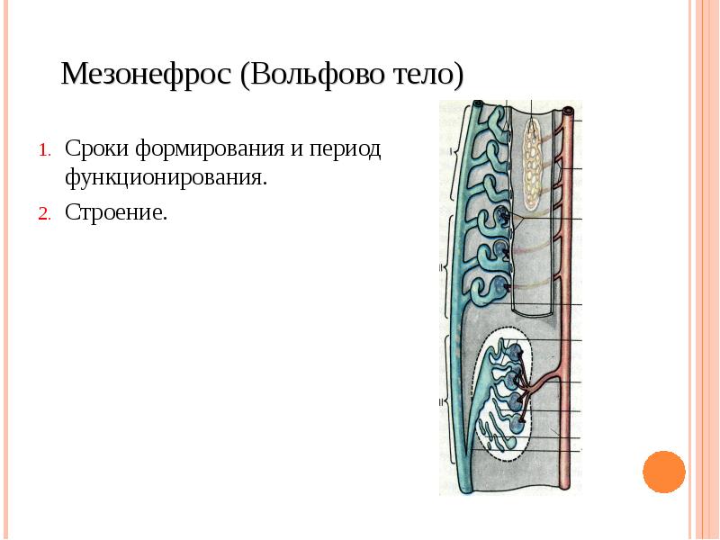 Определите общее количество мезонефросов у модельных животных