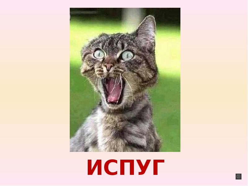 Как пишется испуганно или испугано. Испуганно как пишется. испугаться как пишется. испуг синоним. испугалась как правильно пишется.