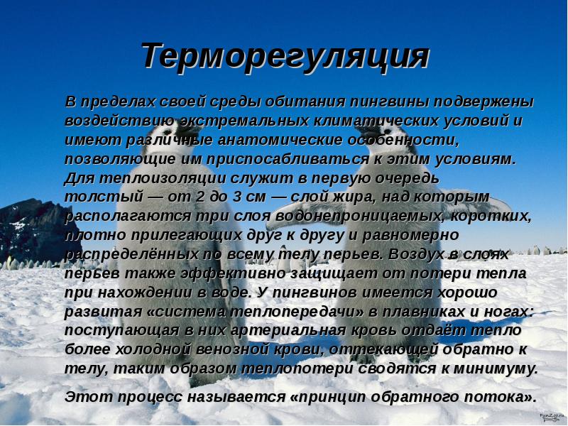 Рассмотрите фото на рисунке 110 как пингвины приспособились к жизни в суровых условиях