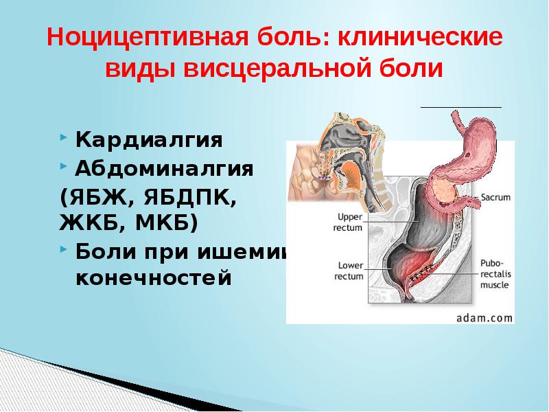 Висцеральная боль