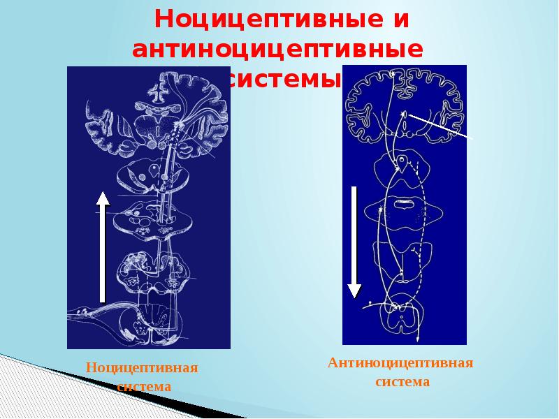 Антиноцицептивная система презентация