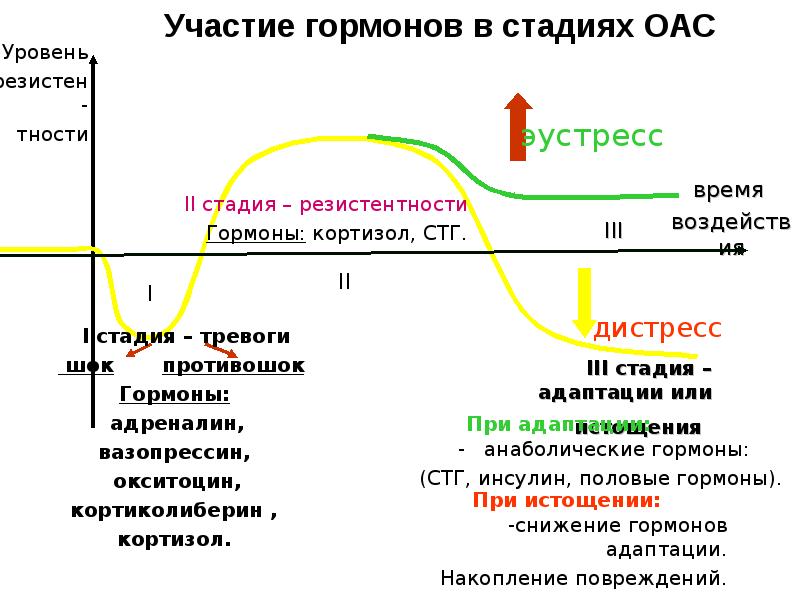 Общий адаптационный синдром патофизиология презентация