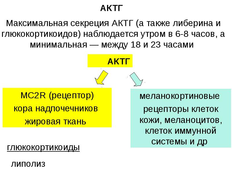 Актг гормон. Снижение секреции АКТГ. Максимальная секреция АКТГ. АКТГ функции. Адренокортикотропный гормон АКТГ норма.