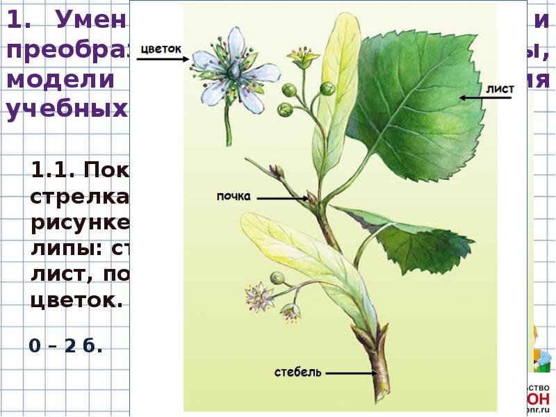 Покажите стрелками и подпишите на рисунке стебель лист цветок