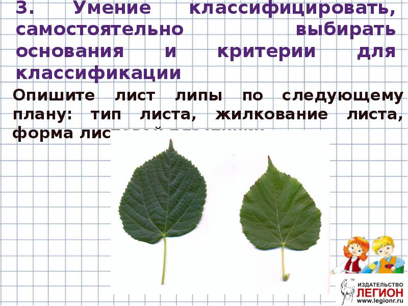 Части листа сирени