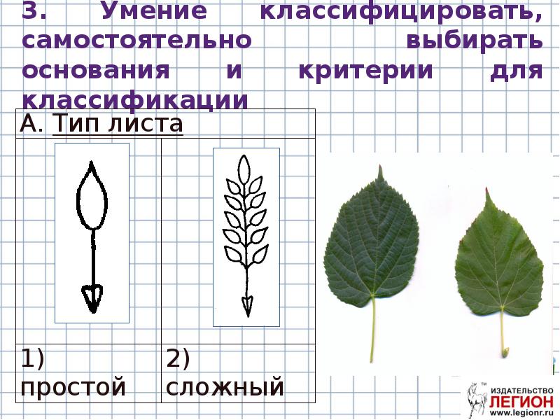 Основания выбранные для классификации