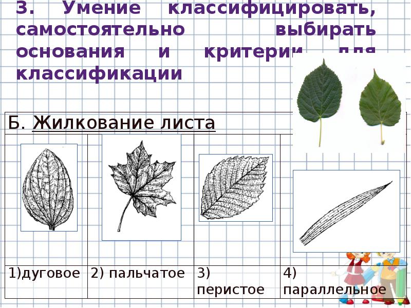 Какой лист представлен на рисунке. Тип жилкования у боярышника. Жилкование листа боярышника. Жилкование листьев боярышника. Вид жилкования у листа боярышника.