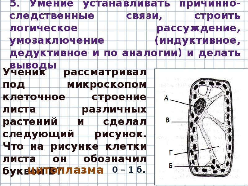 Клетка дуба. Ученик рассматривал под микроскопом листы. Строение листа смородины под микроскопом. Строение клетки листа смородины. Клетка листа смородины.