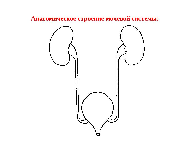 Мочевой пузырь рисунок