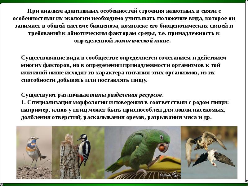 Группы экологической адаптации. Экологические группы птиц. Адаптация птиц. Экологические адаптации птиц. Птицы экология птиц.