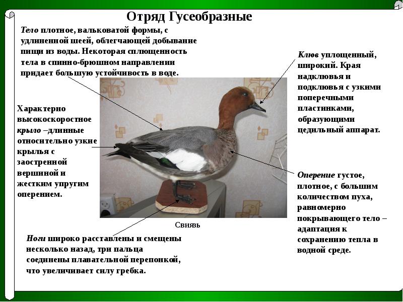 Особенности птиц. Отряд Гусеобразные строение. Строение гусеобразных птиц. Особенности внутреннего строения гусеобразных. Цедильный аппарат у водоплавающих птиц.