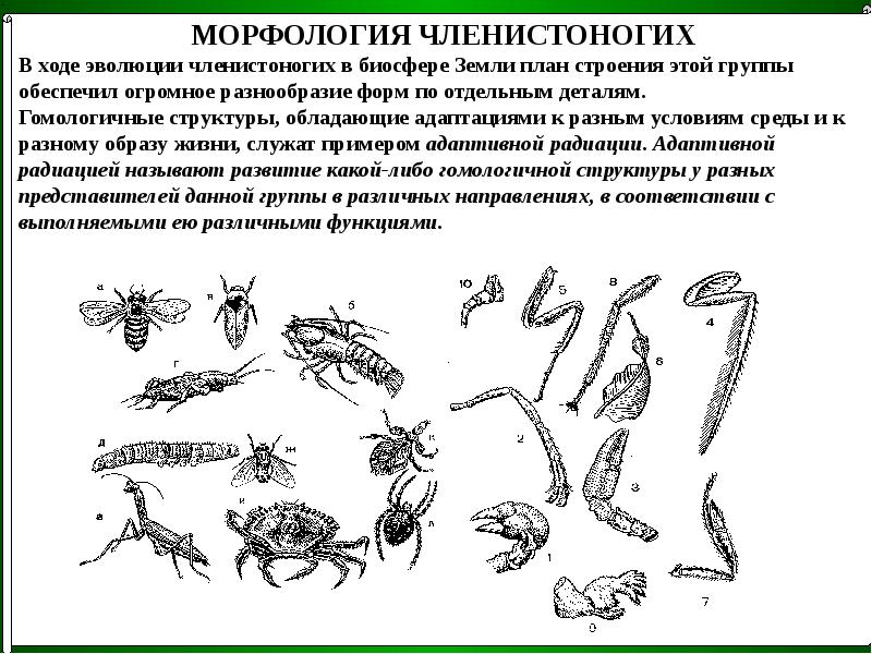 Ход развития. Схема развития членистоногих. Беспозвоночные особенности строения. Морфология членистоногих. Беспозвоночные животные особенности строения.