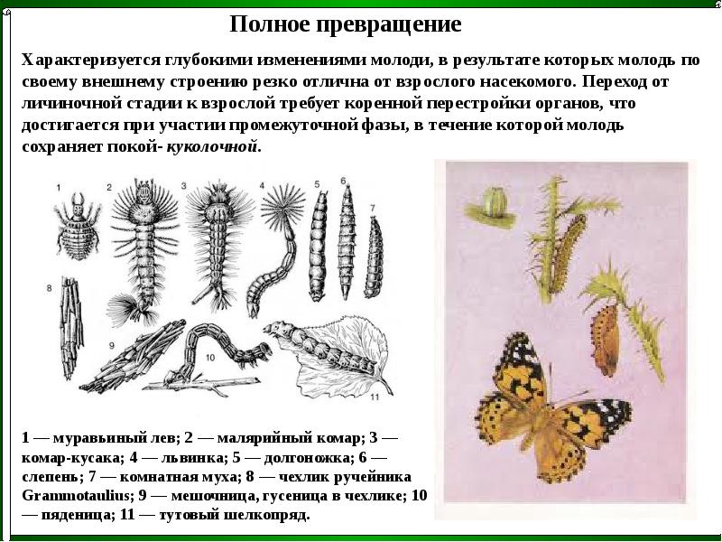 Полное превращение. Метаморфоз характеризуется. Трансформация характеризуется:. Личиночная стадия у птиц.