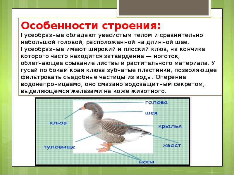 Презентация по отряду гусеобразных