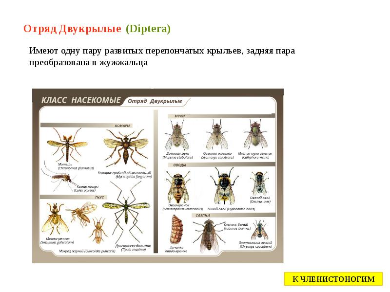 Отряд Двукрылые (Diptera) Отряд Двукрылые (Diptera)
