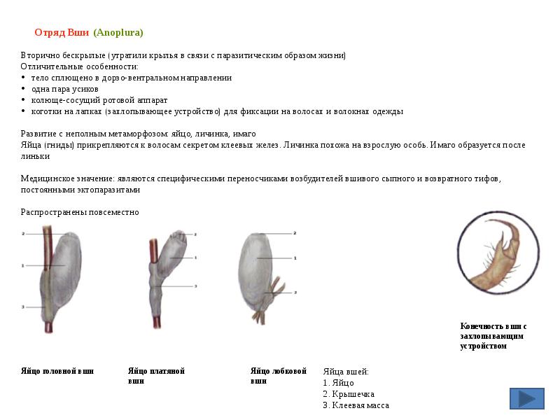 Отряд Вши (Anoplura) Отряд Вши (Anoplura)